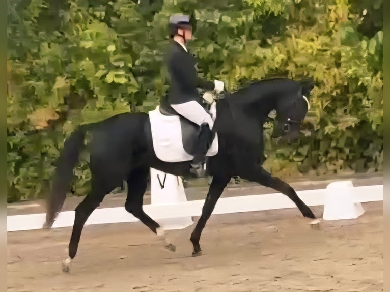 Westphalian Mare 3 years 15,2 hh Black in Ruppichteroth