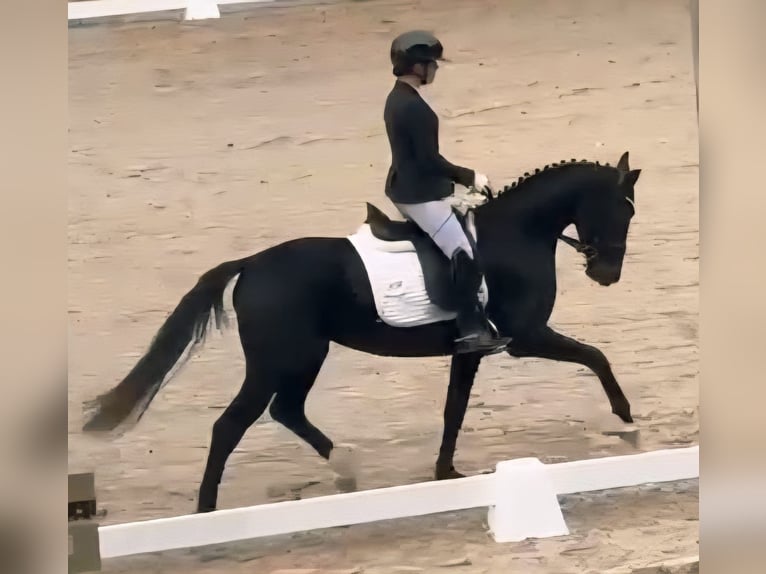 Westphalian Mare 3 years 15,2 hh Black in Ruppichteroth