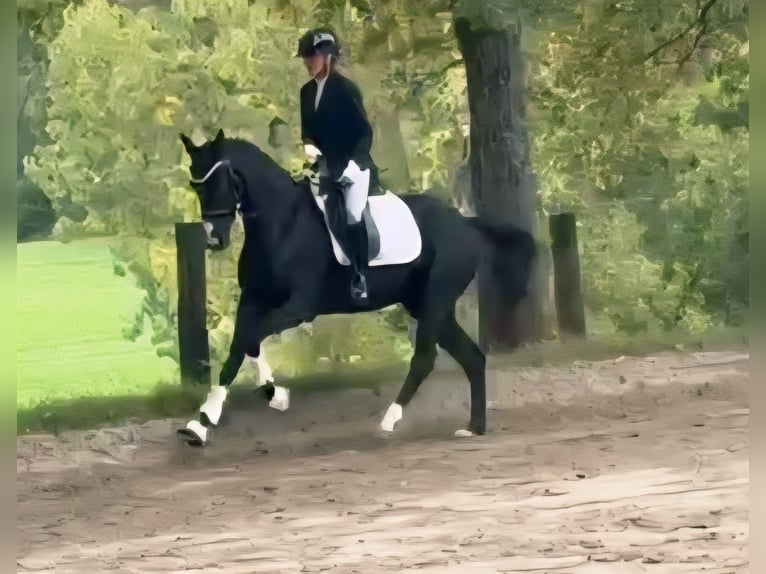 Westphalian Mare 3 years 15,2 hh Black in Ruppichteroth