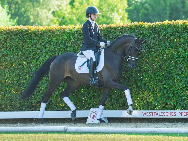 Westphalian Mare 3 years 15,2 hh Brown in M&#xFC;nster-Handorf