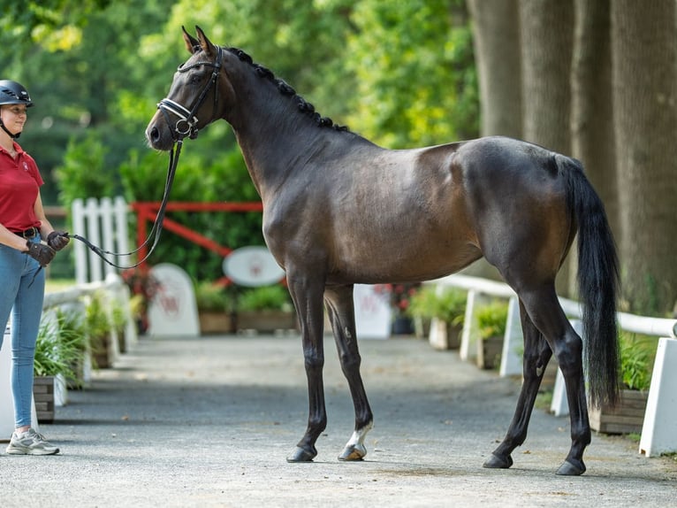 Westphalian Mare 3 years 15,2 hh Brown in M&#xFC;nster