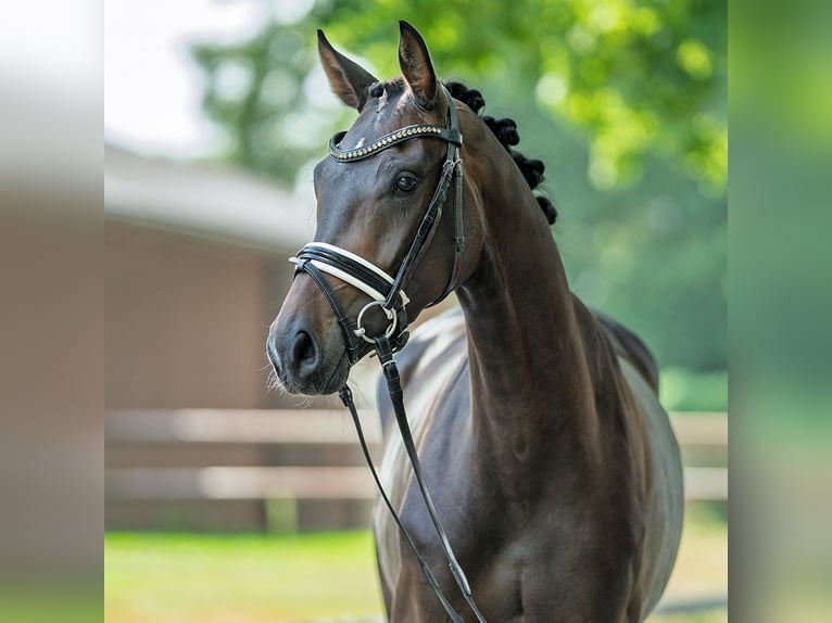 Westphalian Mare 3 years 15,2 hh Brown in M&#xFC;nster