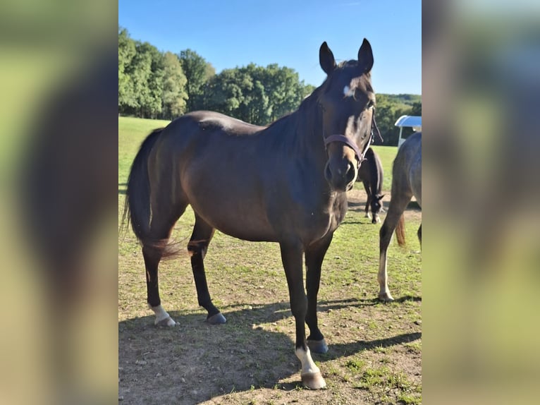 Westphalian Mare 3 years 15,2 hh Brown in Wenden