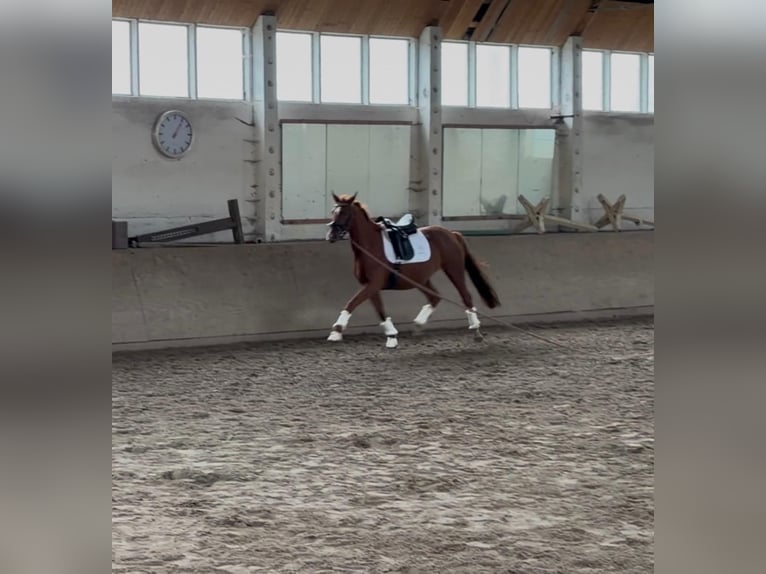 Westphalian Mare 3 years 15,2 hh Chestnut-Red in Schönwalde Westphalian Mare 3 years 15,2 hh Chestnut-Red in Schönwalde