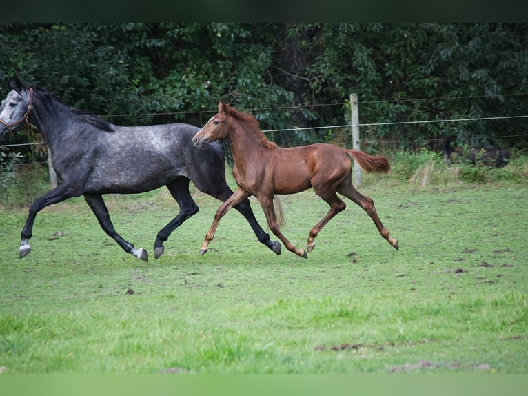 Westphalian Mare 3 years 15,2 hh Chestnut-Red in Wesel
