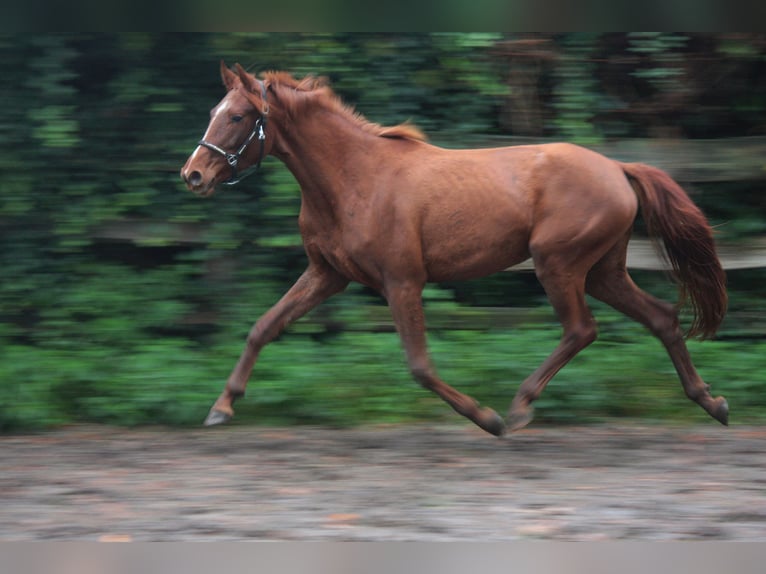 Westphalian Mare 3 years 15,2 hh Chestnut-Red in Wesel