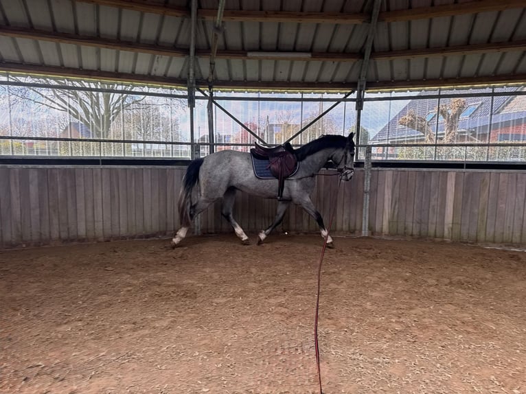 Westphalian Mare 3 years 15,2 hh Grey in Hünxe