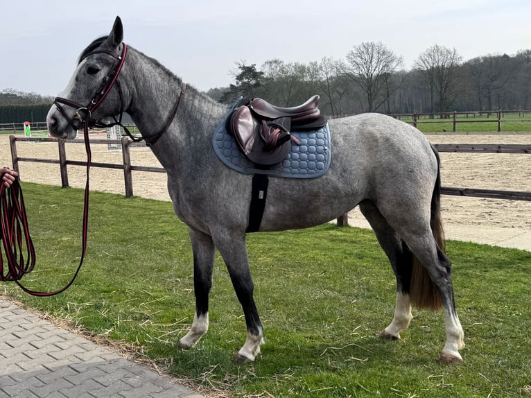 Westphalian Mare 3 years 15,2 hh Grey in Hünxe