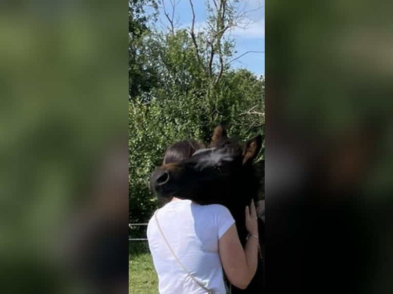 Westphalian Mare 3 years 15,3 hh Bay-Dark in Rastede