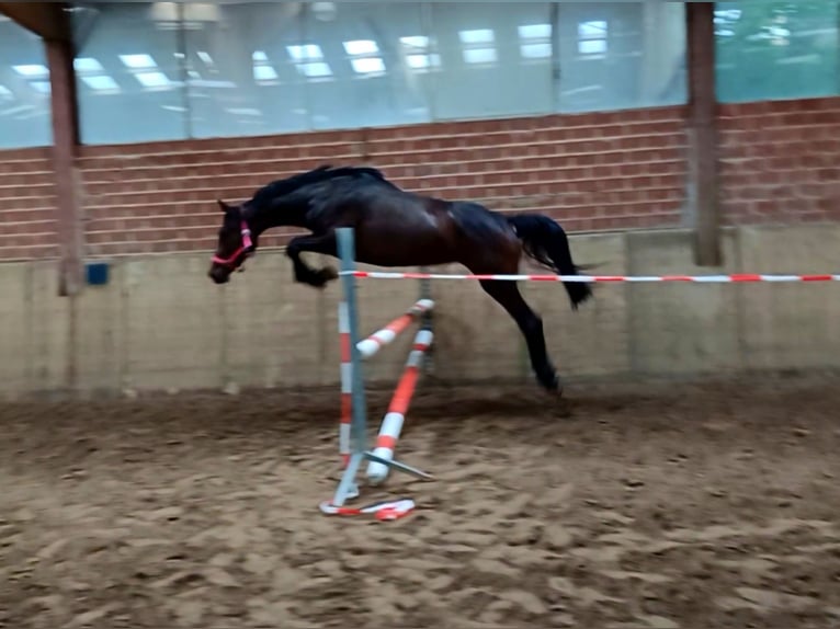 Westphalian Mare 3 years 15,3 hh Brown in Delbr&#xFC;ck