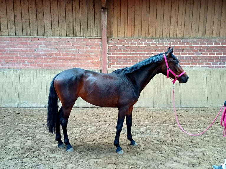 Westphalian Mare 3 years 15,3 hh Brown in Delbr&#xFC;ck