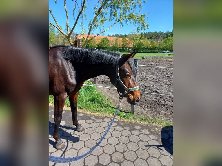 Westphalian Mare 3 years 15,3 hh Brown in Delbr&#xFC;ck