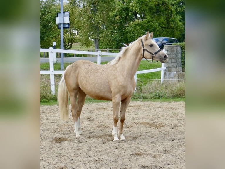 Westphalian Mare 3 years 15,3 hh Palomino in Borgentreich
