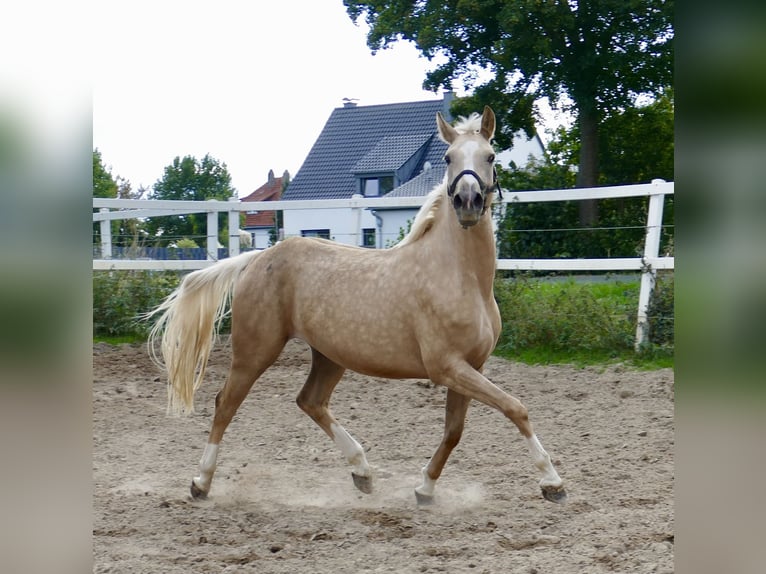 Westphalian Mare 3 years 15,3 hh Palomino in Borgentreich