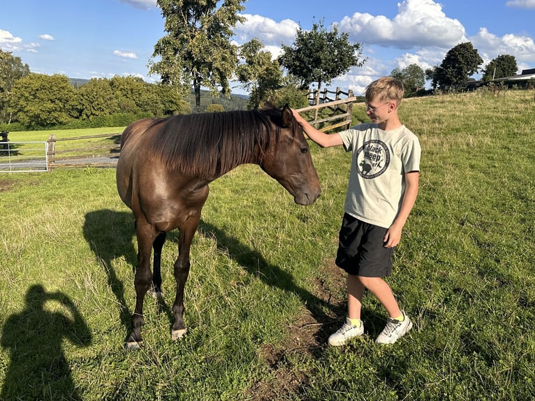 Westphalian Mare 3 years 16,1 hh Bay-Dark in Arnsberg