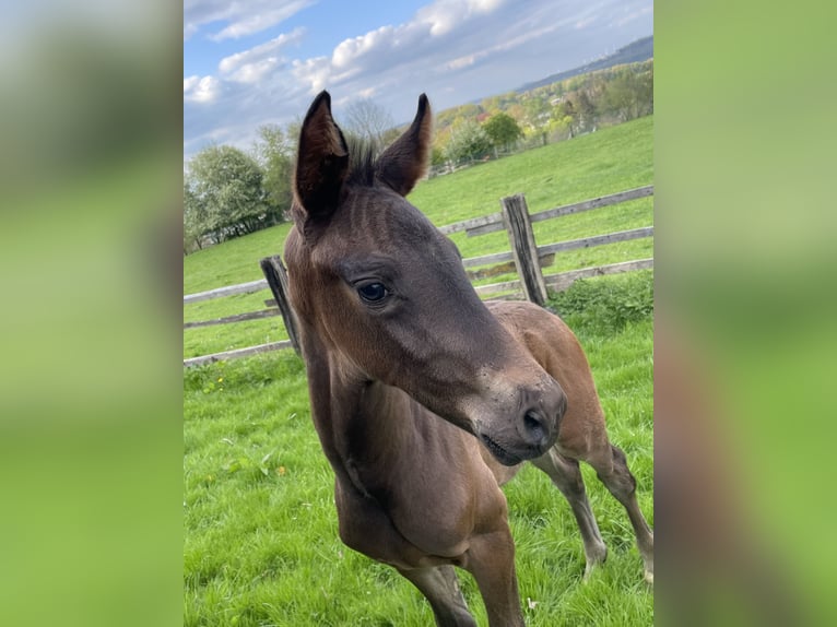 Westphalian Mare 3 years 16,1 hh Bay-Dark in Arnsberg