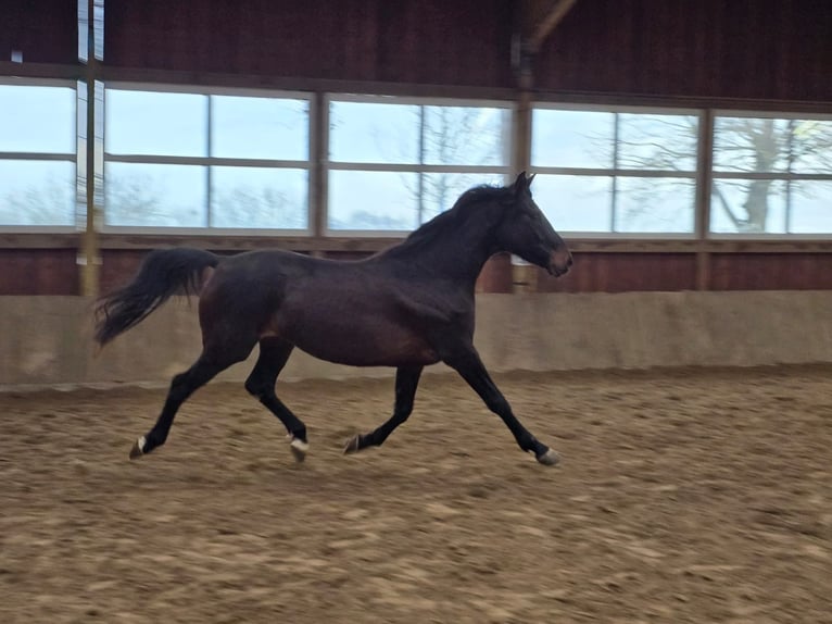 Westphalian Mare 3 years 16,1 hh Bay-Dark in Arnsberg