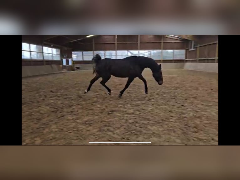 Westphalian Mare 3 years 16,1 hh Bay-Dark in Arnsberg