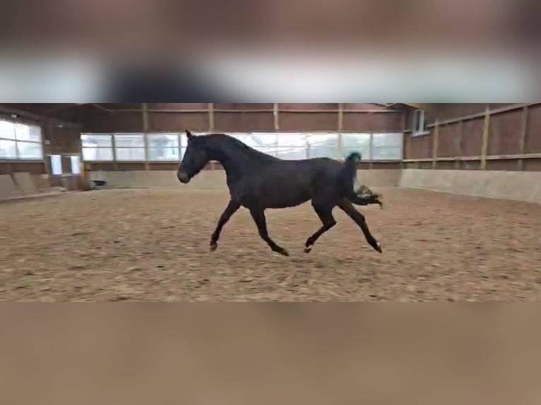 Westphalian Mare 3 years 16,1 hh Bay-Dark in Arnsberg