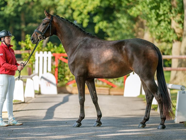 Westphalian Mare 3 years 16,1 hh Bay-Dark in Münster