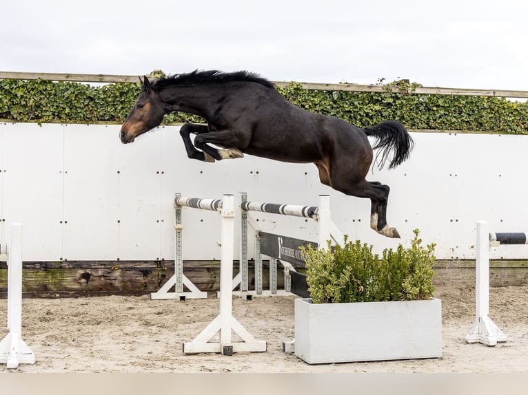 Westphalian Mare 3 years 16.1 hh Brown in Waddinxveen