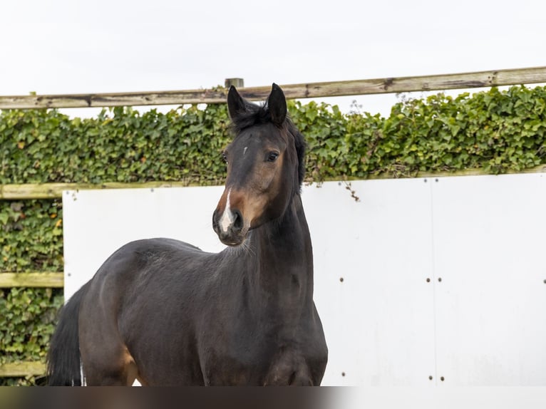 Westphalian Mare 3 years 16.1 hh Brown in Waddinxveen