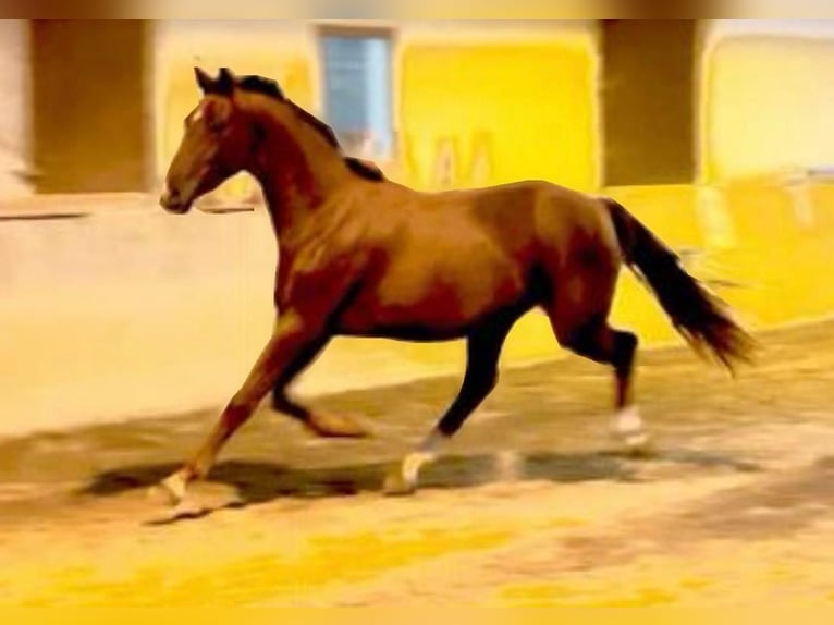 Westphalian Mare 3 years 16.1 hh Chestnut in Ensdorf