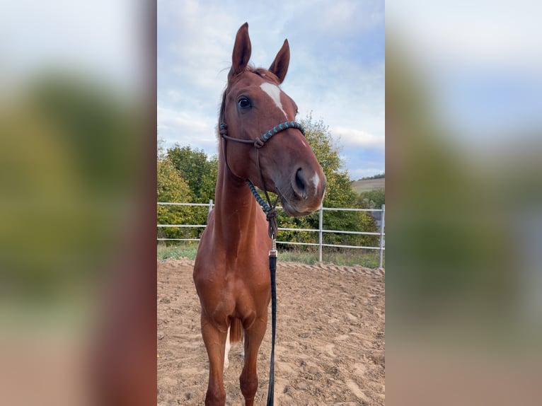 Westphalian Mare 3 years 16.1 hh Chestnut-Red in Jena