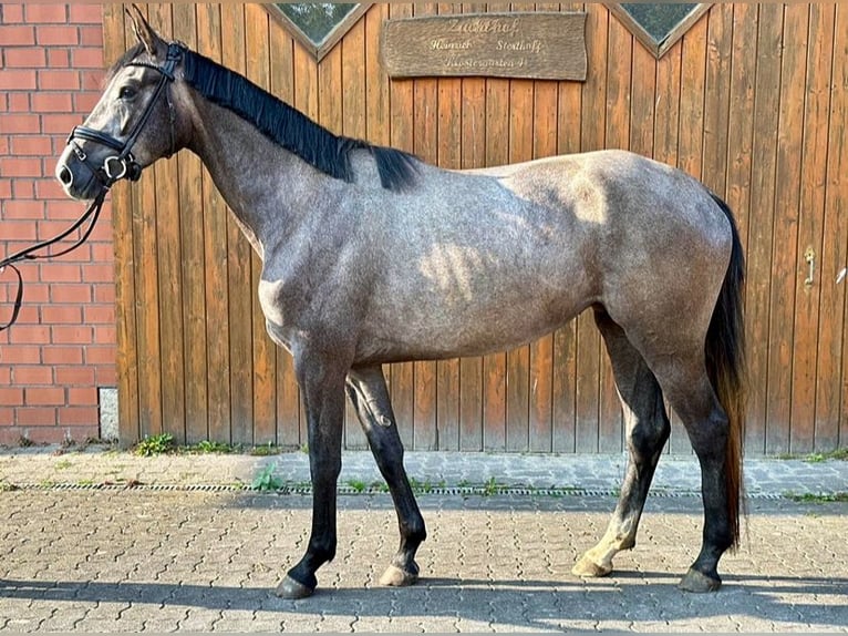 Westphalian Mare 3 years 16,1 hh Gray in Hamm