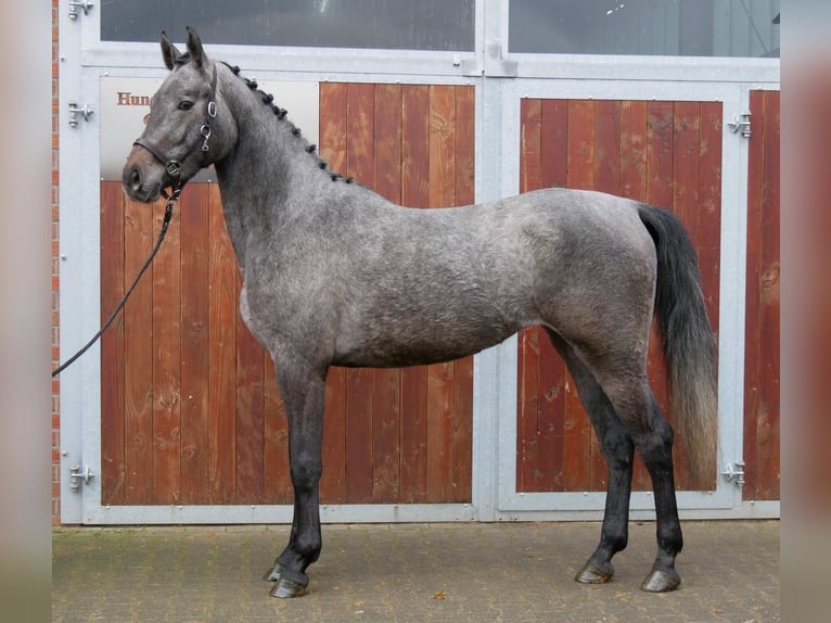 Westphalian Mare 3 years 16,1 hh Gray in Dorsten