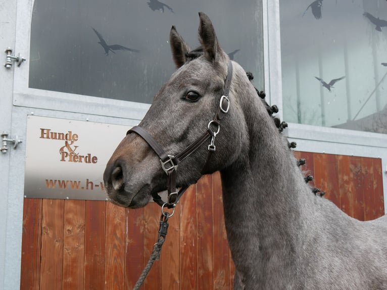 Westphalian Mare 3 years 16,1 hh Gray in Dorsten