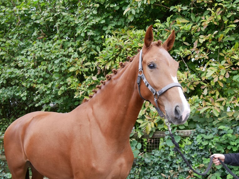 Westphalian Mare 3 years 16,1 hh in Dorsten