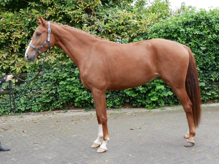 Westphalian Mare 3 years 16,1 hh in Dorsten