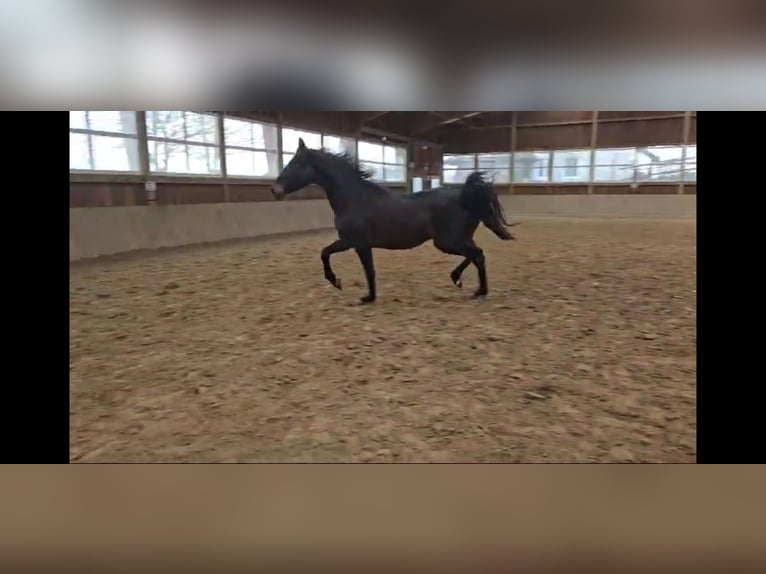 Westphalian Mare 3 years 16,2 hh Bay-Dark in Arnsberg