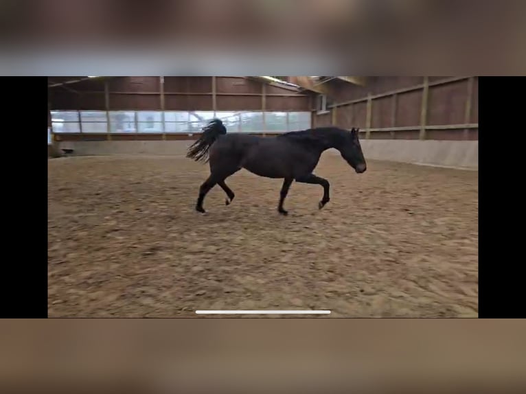 Westphalian Mare 3 years 16,2 hh Bay-Dark in Arnsberg