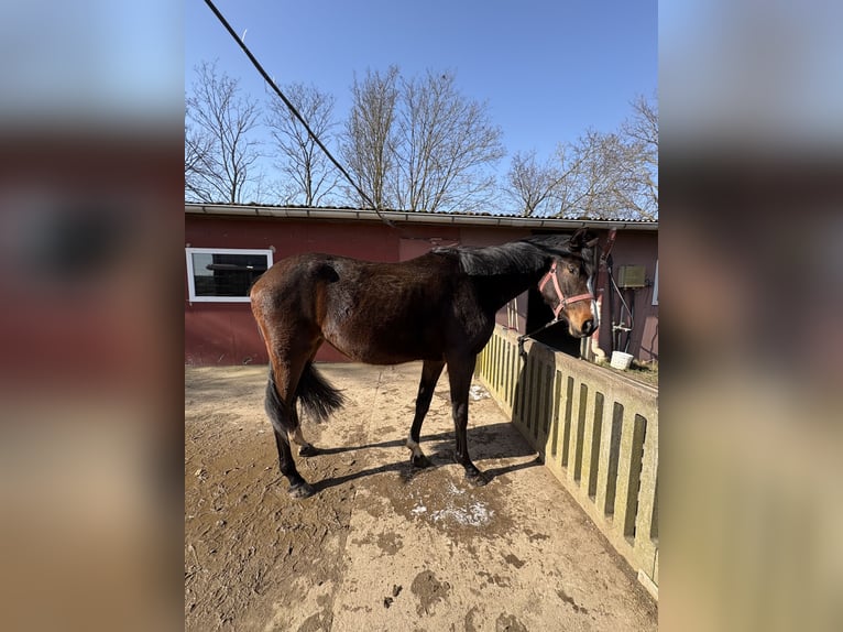 Westphalian Mare 3 years 16.2 hh Bay-Dark in Rheinbach