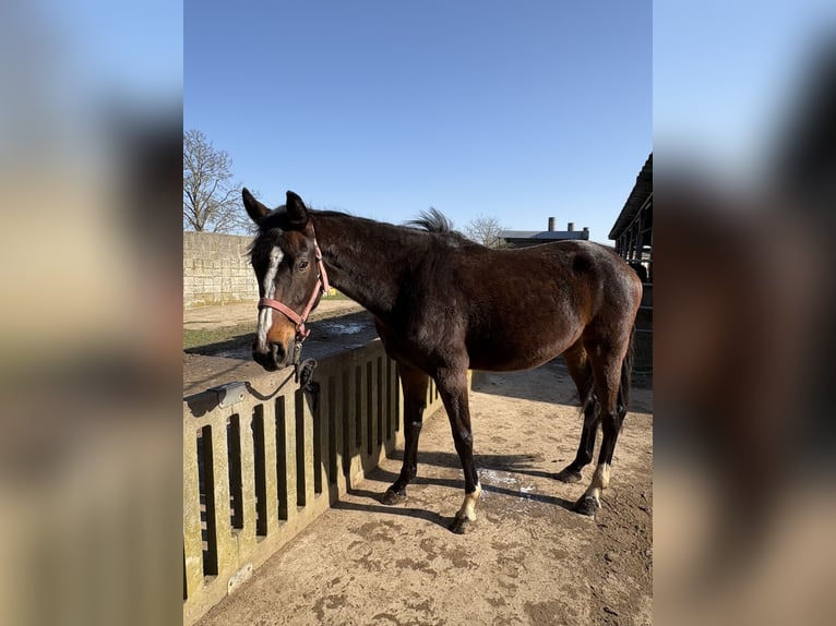 Westphalian Mare 3 years 16.2 hh Bay-Dark in Rheinbach
