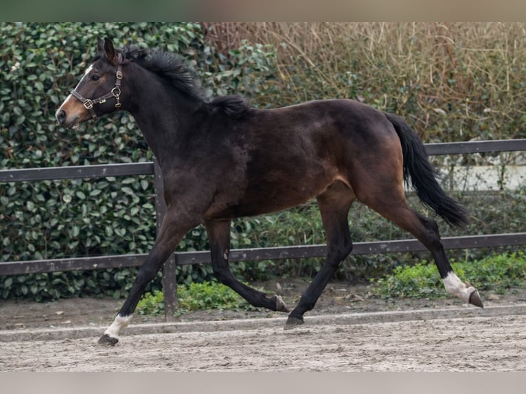 Westphalian Mare 3 years 16.2 hh Bay-Dark in Rheinbach