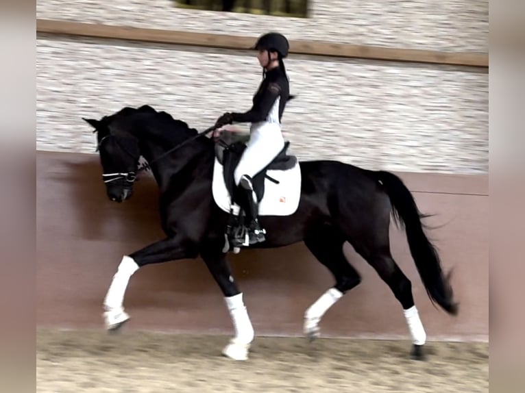 Westphalian Mare 3 years 16,2 hh Black in Wehringen