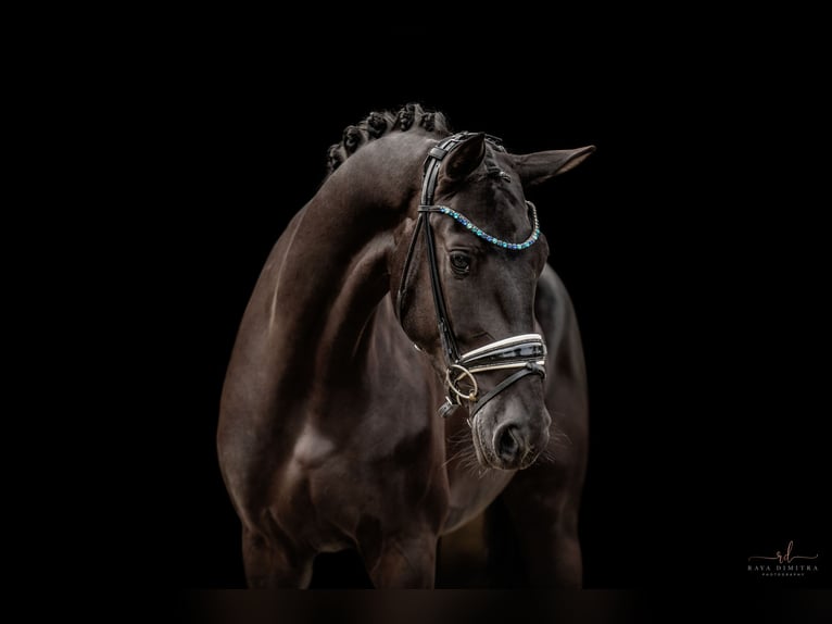 Westphalian Mare 3 years 16,2 hh Black in Wehringen