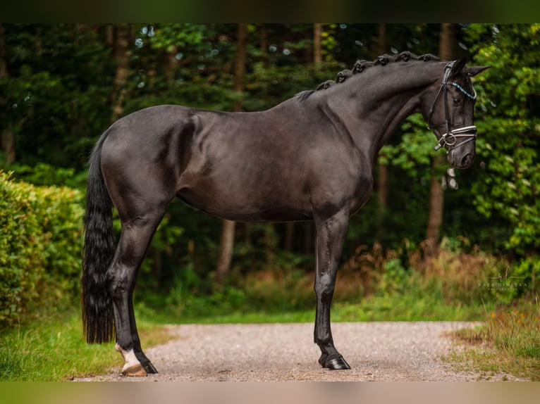 Westphalian Mare 3 years 16,2 hh Black in Wehringen