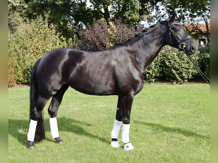 Westphalian Mare 3 years 16,2 hh Black in Coesfeld