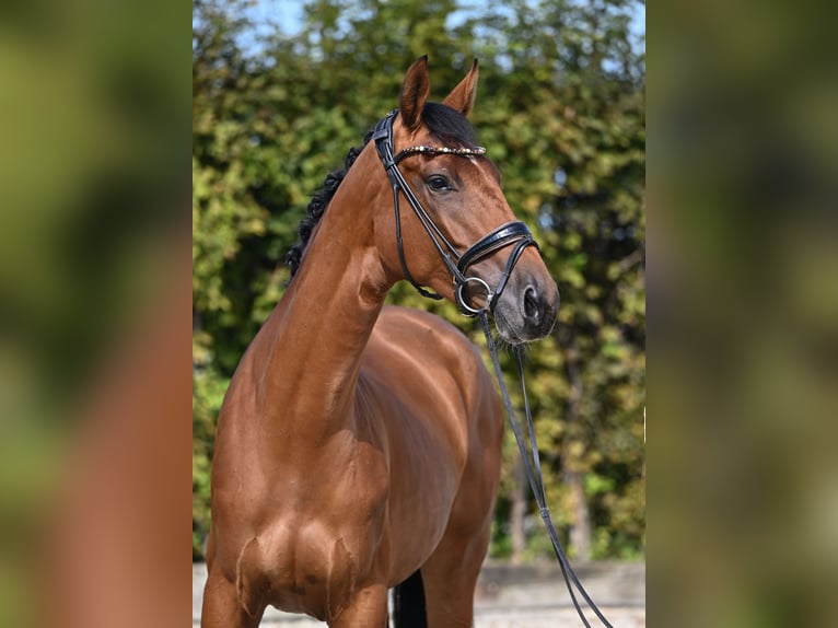 Westphalian Mare 3 years 16,2 hh Brown in Rosenheim