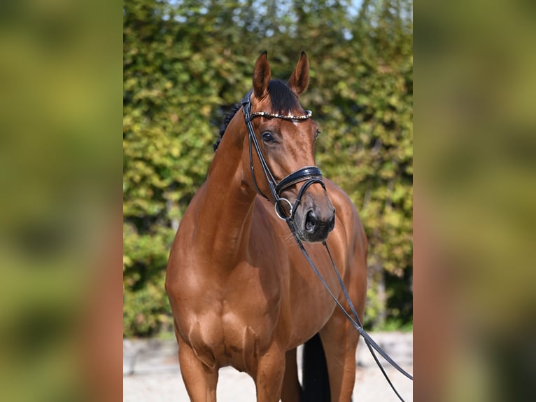 Westphalian Mare 3 years 16,2 hh Brown in Rosenheim