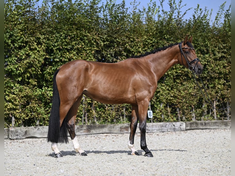 Westphalian Mare 3 years 16,2 hh Brown in Rosenheim