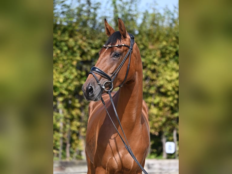 Westphalian Mare 3 years 16,2 hh Brown in Rosenheim