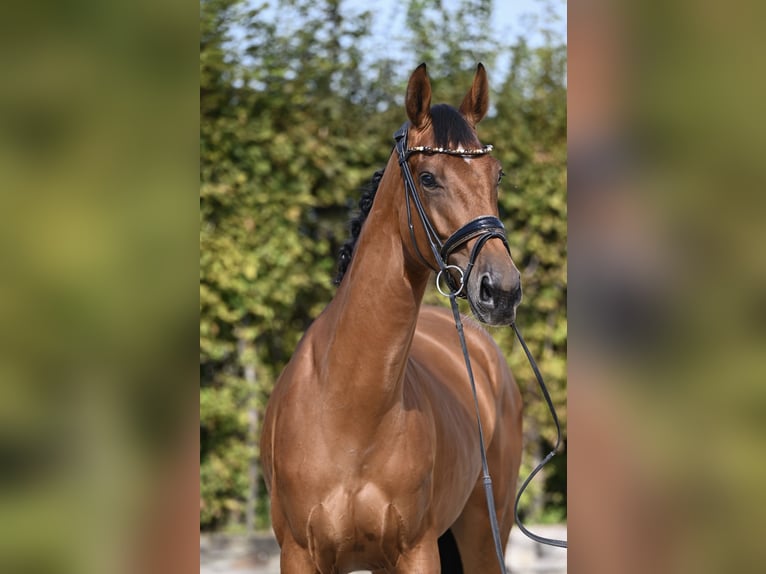 Westphalian Mare 3 years 16,2 hh Brown in Rosenheim