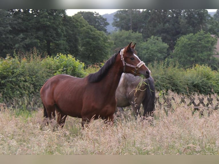 Westphalian Mare 3 years 16,2 hh Brown in Wuppertal