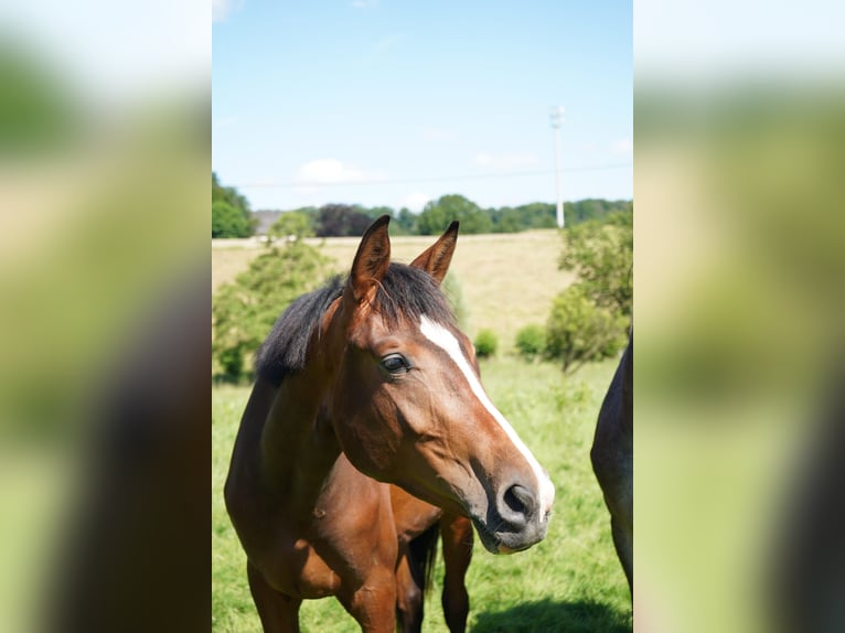 Westphalian Mare 3 years 16,2 hh Brown in Wuppertal