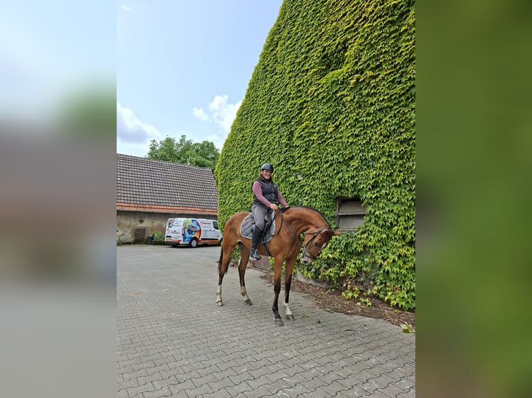 Westphalian Mare 3 years 16,2 hh Brown in Tecklenburg